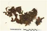 藏品(帶葉蘚科)的圖片